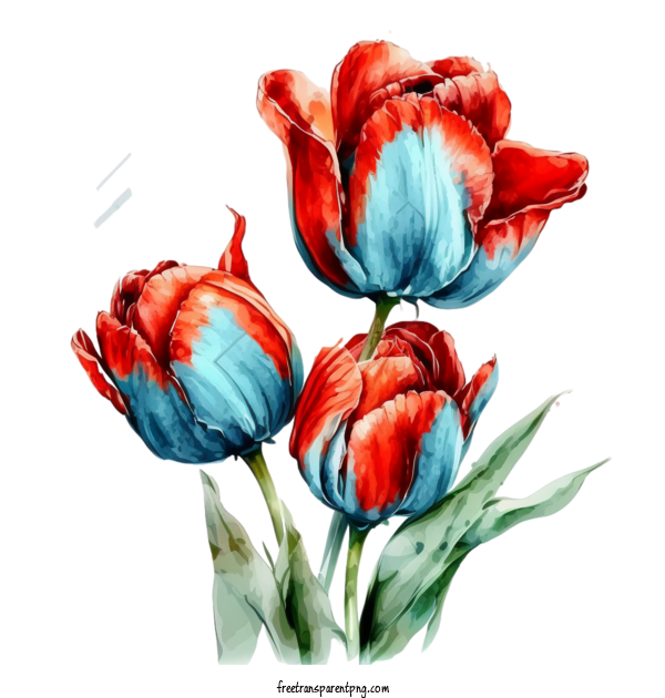 Free Flowers Watercolor Tulips Red Tulips For Tulip Clipart Transparent Background