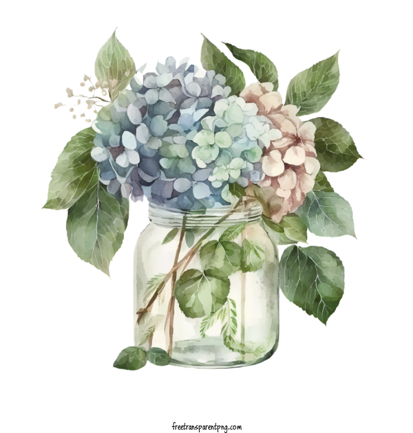 Free Flowers Hydrangeas Hydrangeas In Glass Bottle For Hydrangea Clipart Transparent Background