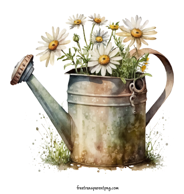 Free Flowers Watercolor Daisy Vintage Daisy Daisy In Watering Can For Daisy Clipart Transparent Background