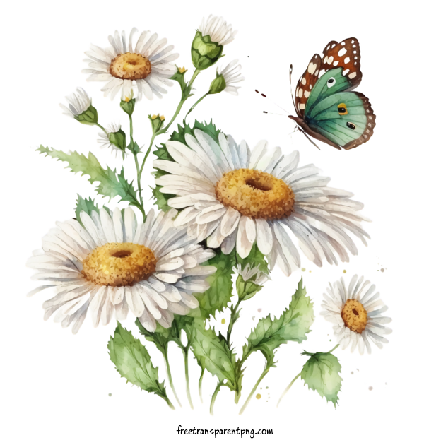 Free Flowers Daisy Watercolor Daisy Daisies For Daisy Clipart Transparent Background