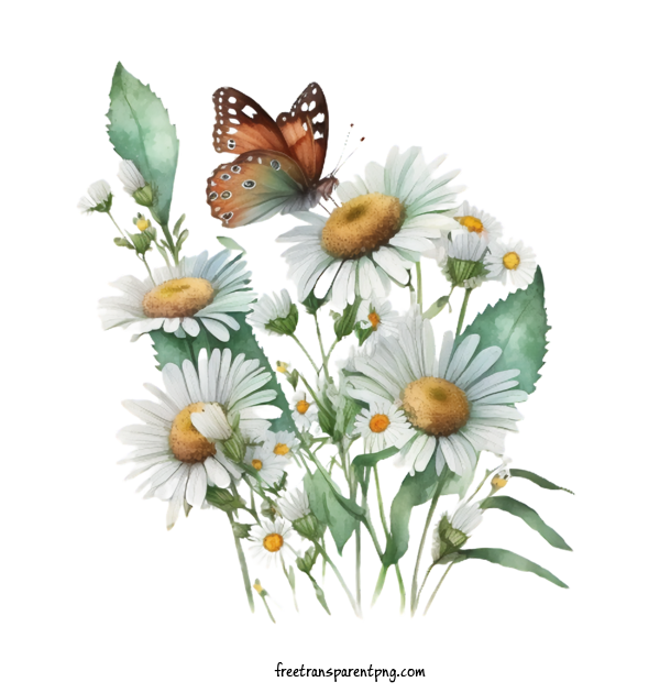 Free Flowers Daisy Watercolor Daisy Bouquet For Daisy Clipart Transparent Background