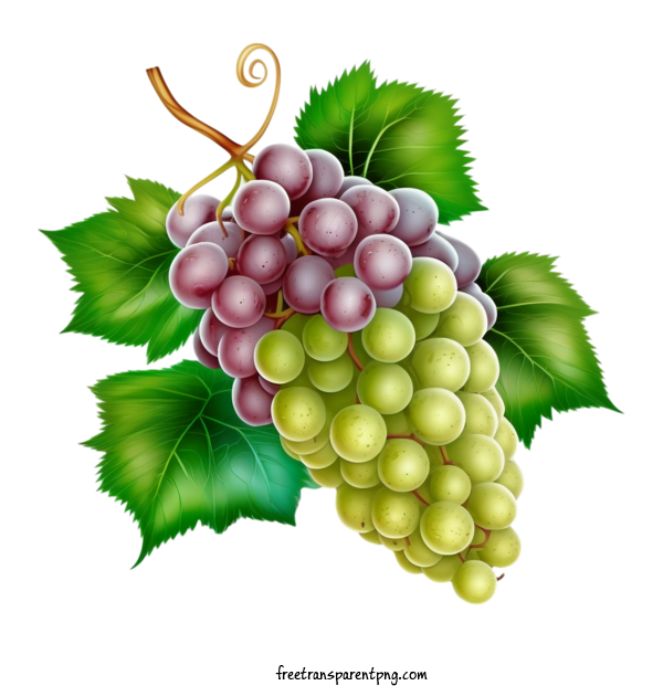 Free Food Fruit Grape 3D Grapes For Fruit Clipart Transparent Background