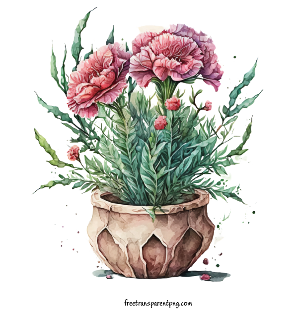 Free Flowers Carnations Watercolor Carnations Potted Flowers For Carnation Clipart Transparent Background
