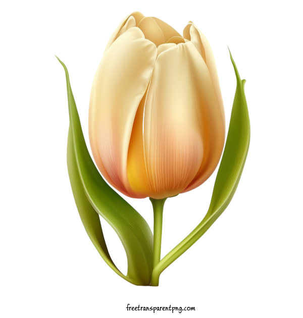 Free Flowers Tulip Tulip Flower For Tulip Clipart Transparent Background