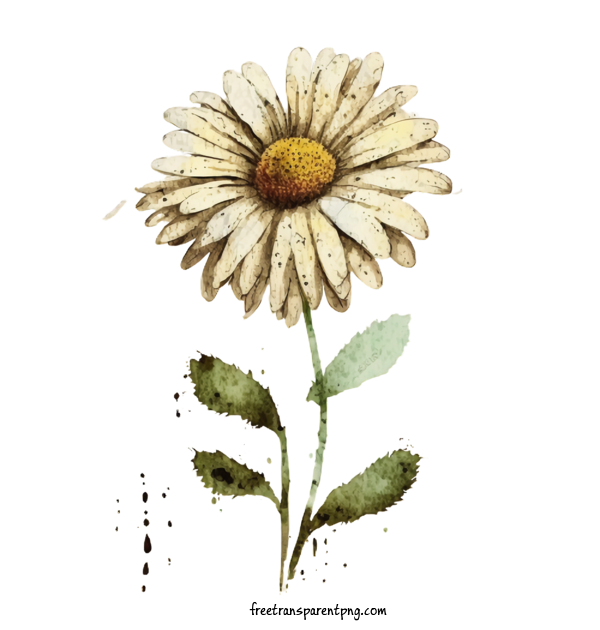Free Flowers Daisy Daisy Flower For Daisy Clipart Transparent Background