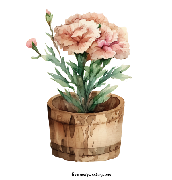 Free Flowers Carnations Watercolor Carnations Potted Plant For Carnation Clipart Transparent Background