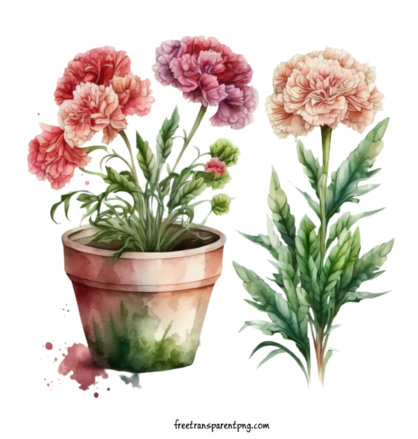 Free Flowers Carnations Watercolor Carnations Carnations For Carnation Clipart Transparent Background