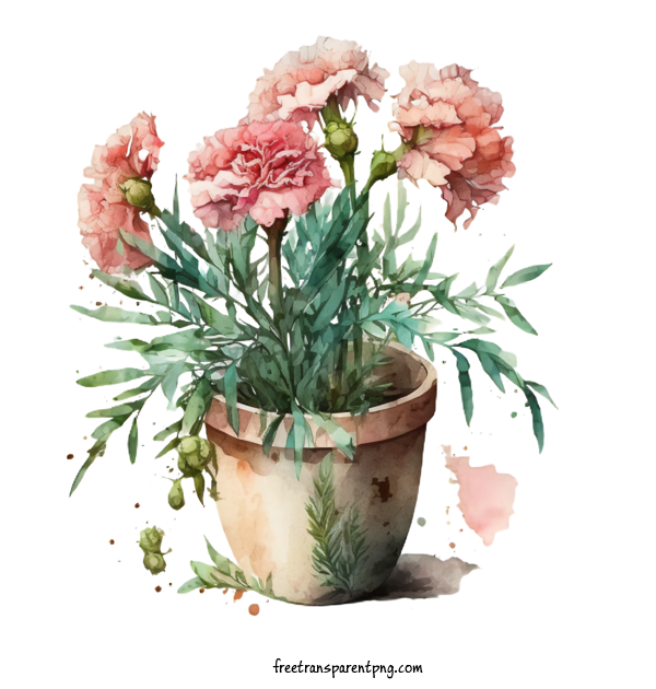 Free Flowers Carnations Watercolor Carnations Pink Flowers For Carnation Clipart Transparent Background