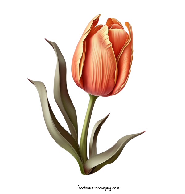 Free Flowers Tulip Tulip Flower For Tulip Clipart Transparent Background