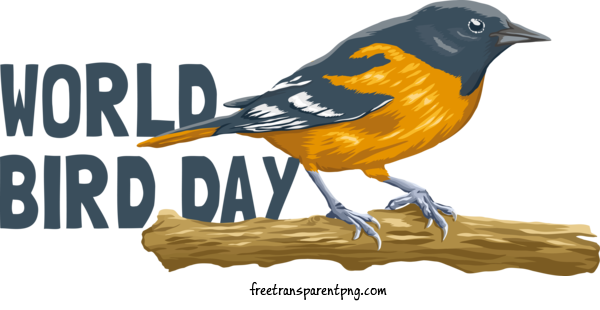 Free Holidays Bird Day Bird Feathers For International Bird Day Clipart Transparent Background