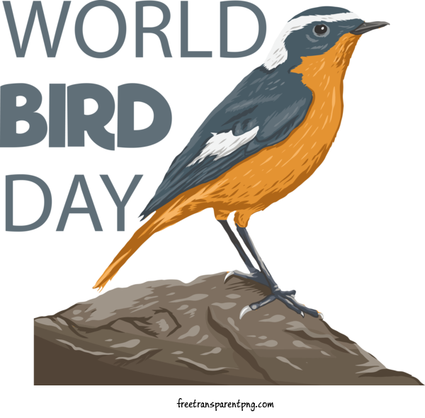 Free Holidays Bird Day Bird Birdwatching For International Bird Day Clipart Transparent Background