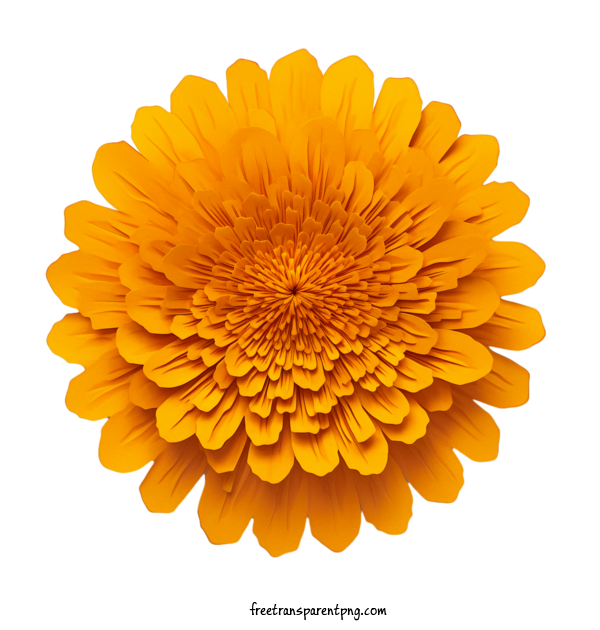 Free Flowers Marigold Flower Flower Orange For Marigold Flower Clipart Transparent Background
