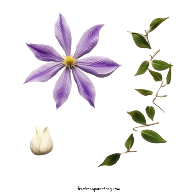 Free Flowers Clematis Flower Flower Purple For Clematis Flower Clipart Transparent Background