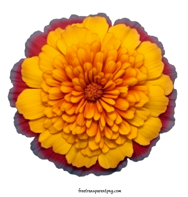 Free Flowers Marigold Flower Orange Red For Marigold Flower Clipart Transparent Background