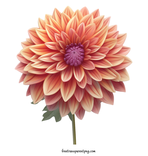 Free Flowers Dahlia Chrysanthemum Flower For Dahlia Clipart Transparent Background