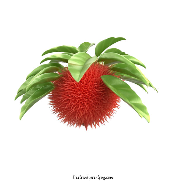 Free Fruit Rambutan Fruit Plant For Rambutan Clipart Transparent Background