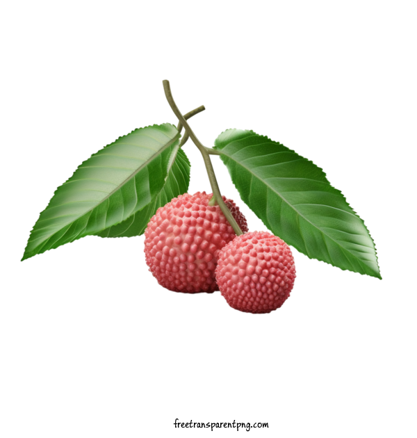 Free Fruit Lychee Apple Fruit For Lychee Clipart Transparent Background