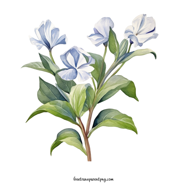Free Flowers Vinca Flower White Blue For Vinca Flower Clipart Transparent Background