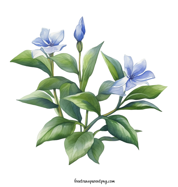Free Flowers Vinca Flower Blue Flowers For Vinca Flower Clipart Transparent Background
