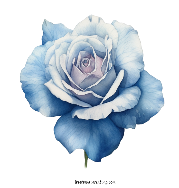 Free Animals Blue Rose Blue Rose Watercolor For Rose Clipart Transparent Background