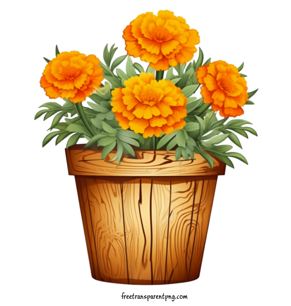 Free Flowers Marigold Flower Pot Flowers For Marigold Flower Clipart Transparent Background