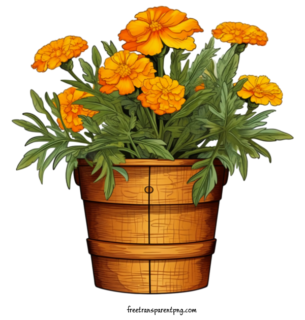 Free Flowers Marigold Flower Marigolds Flower Pot For Marigold Flower Clipart Transparent Background