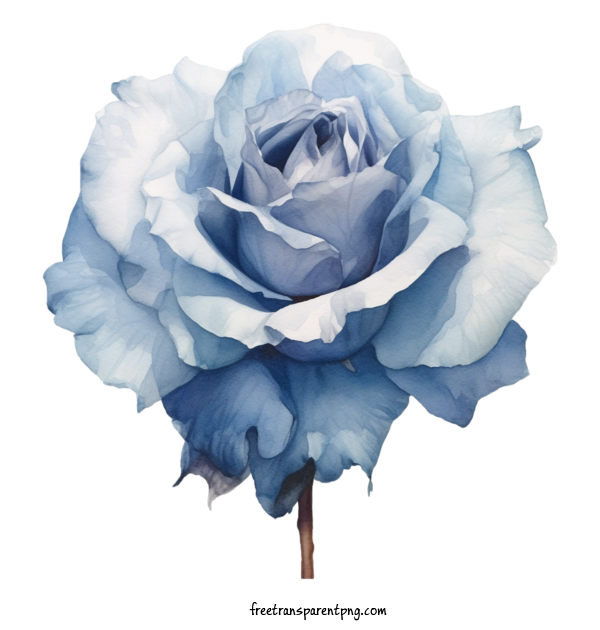 Free Animals Blue Rose Flower Blue Rose For Rose Clipart Transparent Background