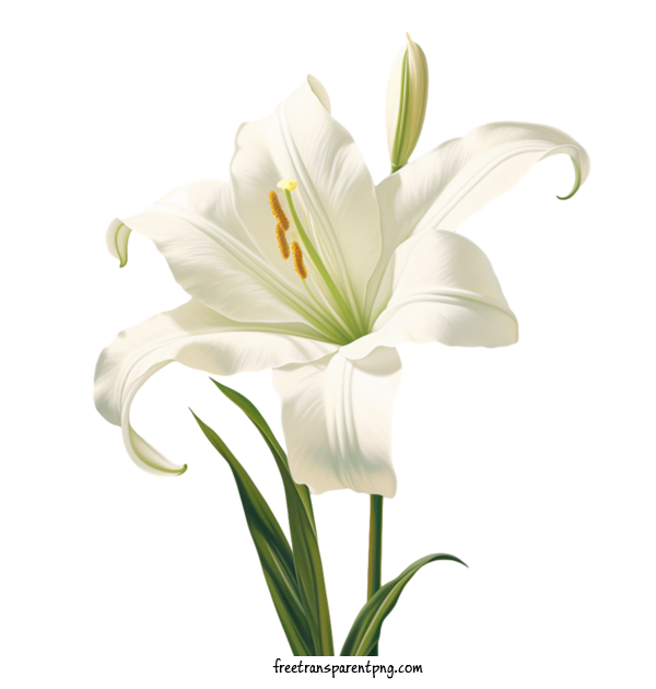 Free Flowers Lily Flower White Lily Flower For Lily Flower Clipart Transparent Background
