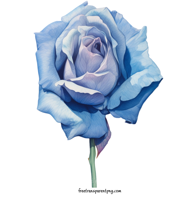 Free Animals Blue Rose Blue Rose Watercolor For Rose Clipart Transparent Background