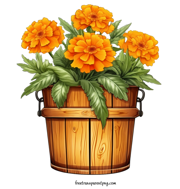 Free Flowers Marigold Flower Flower Vase For Marigold Flower Clipart Transparent Background