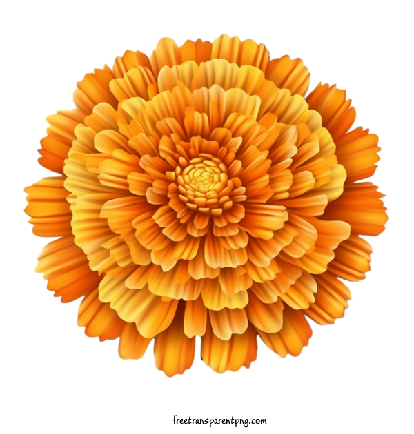 Free Flowers Marigold Flower Orange Flower For Marigold Flower Clipart Transparent Background