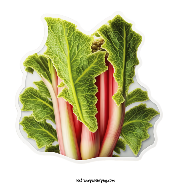 Free Vegetable Rhubarb Rampion Strawberry For Rhubarb Clipart Transparent Background
