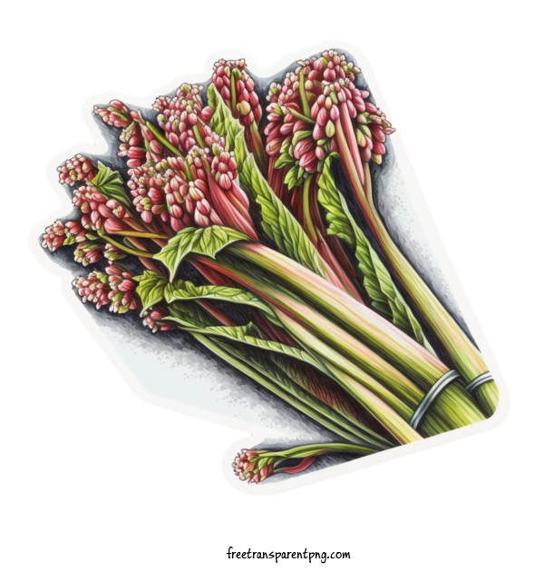 Free Vegetable Rhubarb Strawberry Food For Rhubarb Clipart Transparent Background
