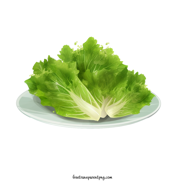 Free Vegetable Chinese Cabbage Lettuce Salad For Chinese Cabbage Clipart Transparent Background