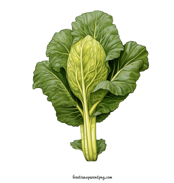 Free Vegetable Chinese Cabbage Green Vegetable For Chinese Cabbage Clipart Transparent Background