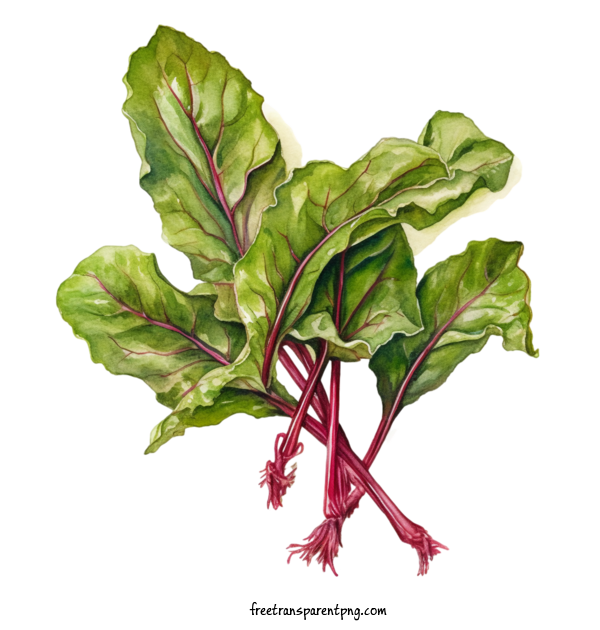 Free Vegetable Beet Greens Beetroot Purple For Beet Greens Clipart Transparent Background