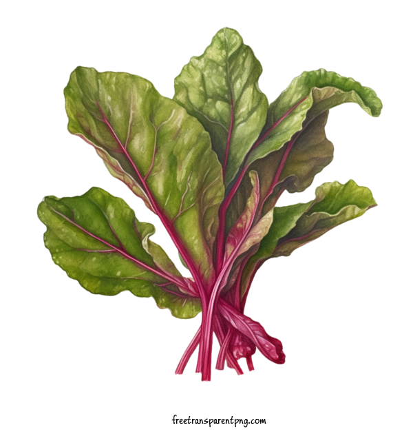 Free Vegetable Beet Greens Swiss Chard Leafy Green For Beet Greens Clipart Transparent Background