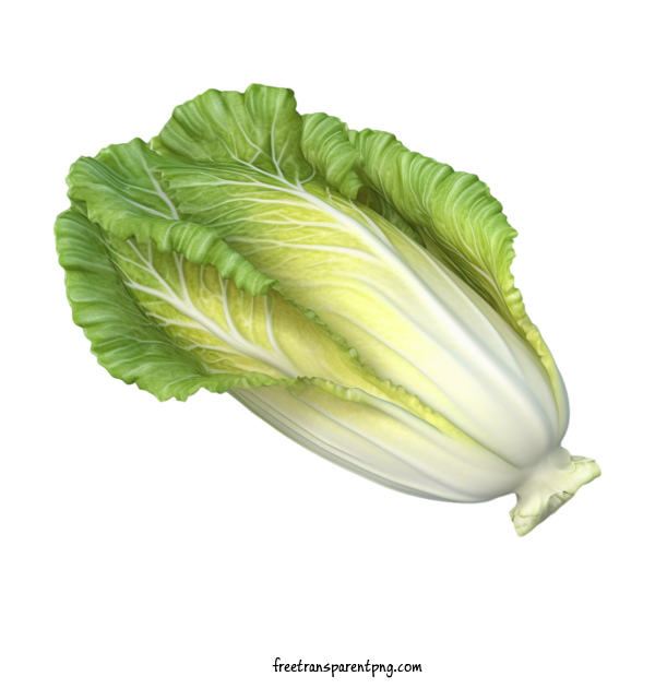 Free Vegetable Chinese Cabbage Leafy Green For Chinese Cabbage Clipart Transparent Background
