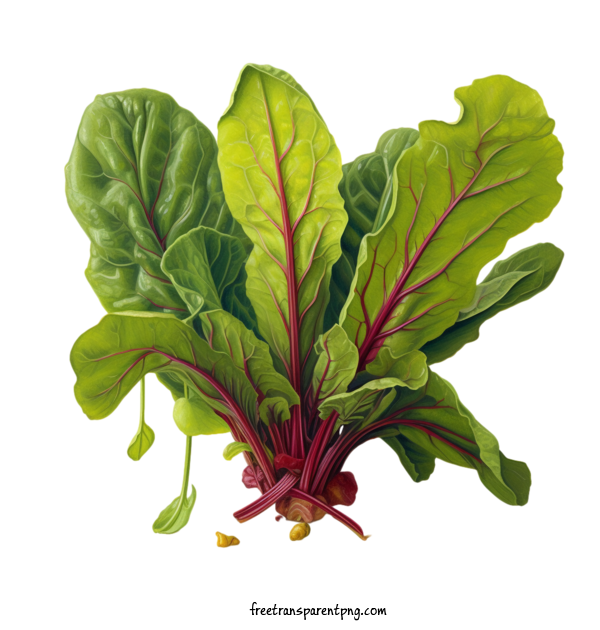 Free Vegetable Beet Greens Spinach Leafy Greens For Beet Greens Clipart Transparent Background
