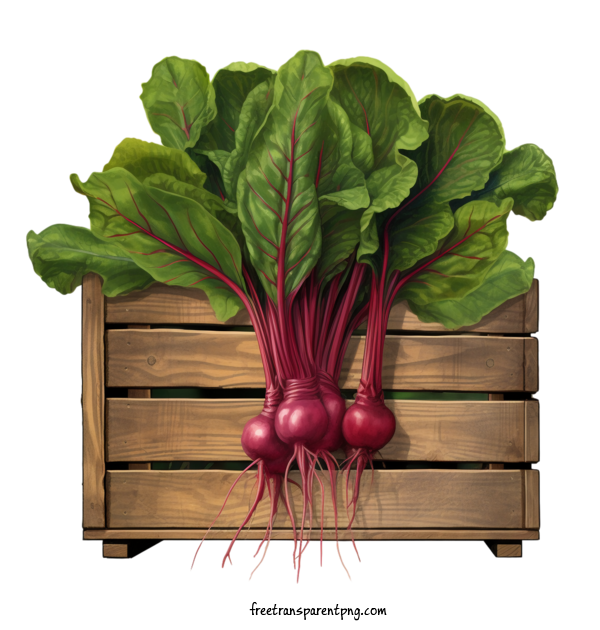 Free Vegetable Beet Greens Beetroot Organic For Beet Greens Clipart Transparent Background