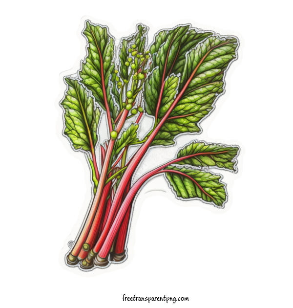 Free Vegetable Rhubarb Strawberry Strawberry Plant For Rhubarb Clipart Transparent Background