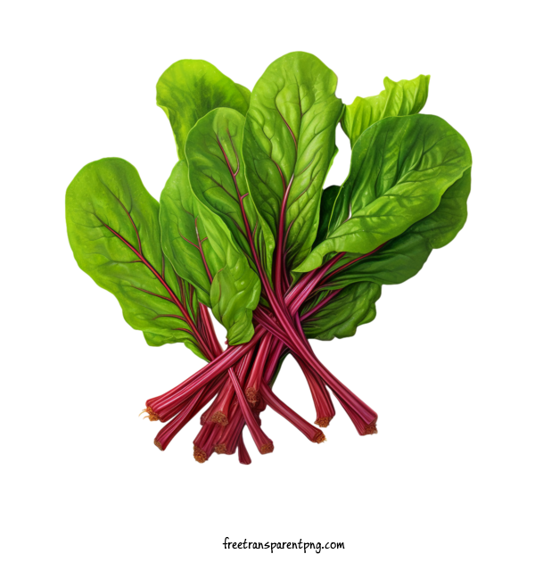 Free Vegetable Beet Greens Leafy Green Vegetables Fresh Produce For Beet Greens Clipart Transparent Background