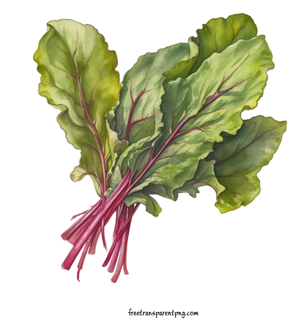 Free Vegetable Beet Greens Spinach Greens For Beet Greens Clipart Transparent Background
