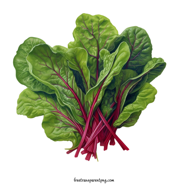 Free Vegetable Beet Greens Beetroot Leafy Greens For Beet Greens Clipart Transparent Background