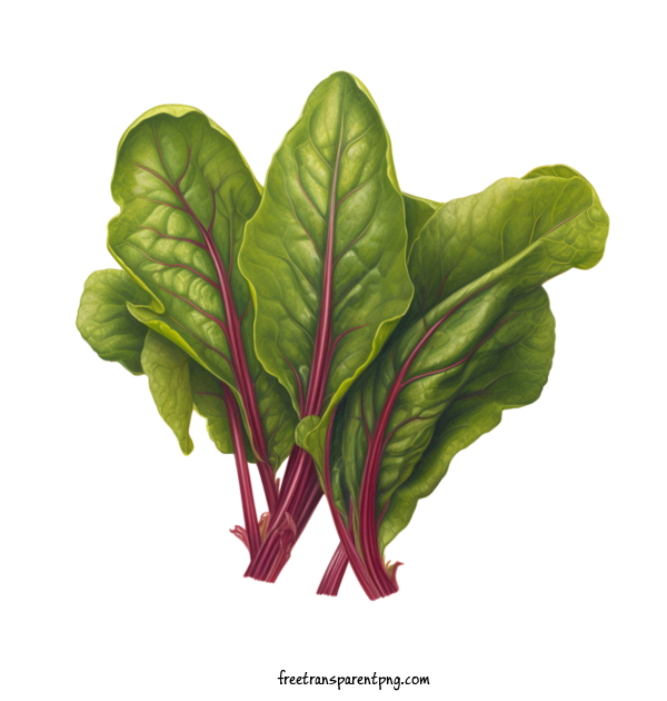 Free Vegetable Beet Greens Radiated Chard Spinach For Beet Greens Clipart Transparent Background