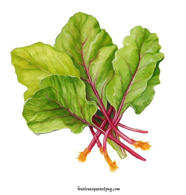 Free Vegetable Beet Greens Broccoli Kale For Beet Greens Clipart Transparent Background