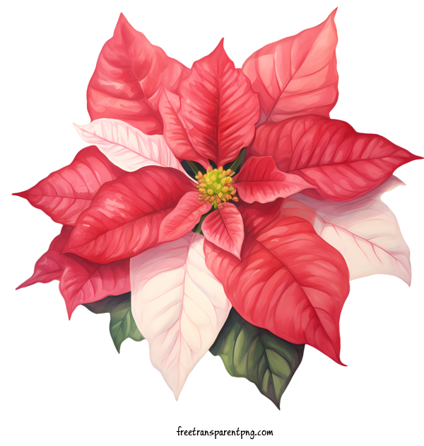 Free Winter Poinsettia Winter Poinsettia Red Poinsettia Poinsettia For Winter Poinsettia Clipart Transparent Background