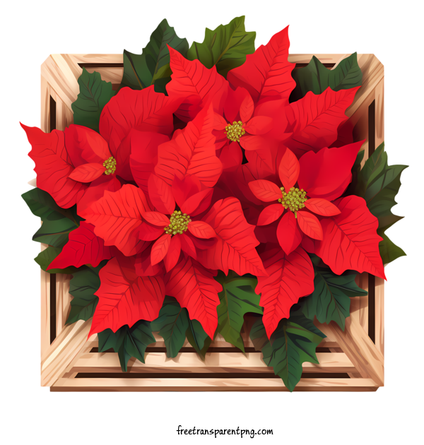 Free Winter Poinsettia Winter Poinsettia Red Poinsettia Holiday Decoration For Winter Poinsettia Clipart Transparent Background