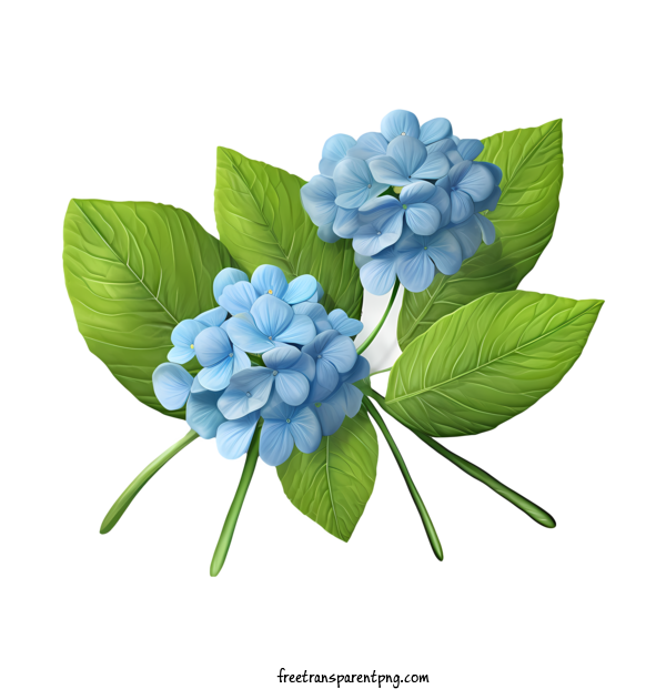 Free Hydrangea Flower Hydrangea Flower Rose Blue For Hydrangea Flower Clipart Transparent Background