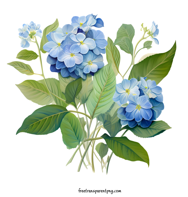 Free Hydrangea Flower Hydrangea Flower Blue Hydrant For Hydrangea Flower Clipart Transparent Background